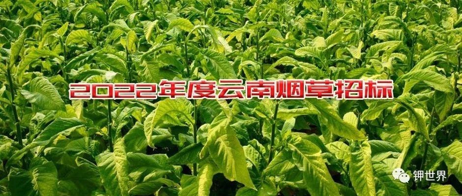  2022年度云南煙草硫酸鉀等肥料招標(biāo)提前公布