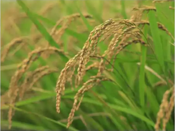 水稻的一生（必須珍藏）